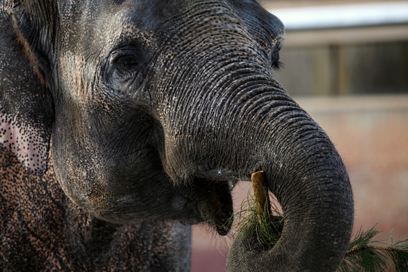 Slon dokáže sníst stromek úplně beze zbytků, sežvýkat kmen pro něj není problém (foto:Tomáš Adamec, Zoo Praha)